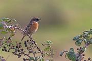 01AD7171 Common stonechat Copyright Mike Read
